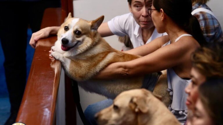 Lawmakers Spearhead Efforts For Enhanced Animal Welfare