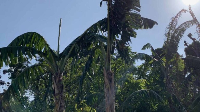 Department Of Agriculture Helping Calabarzon Farmers Remain Productive Amid El Niño