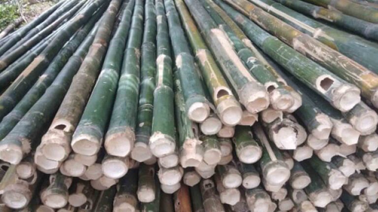 Northern Mindanao 1st Bamboo Innovation Hub To Rise In Bukidnon