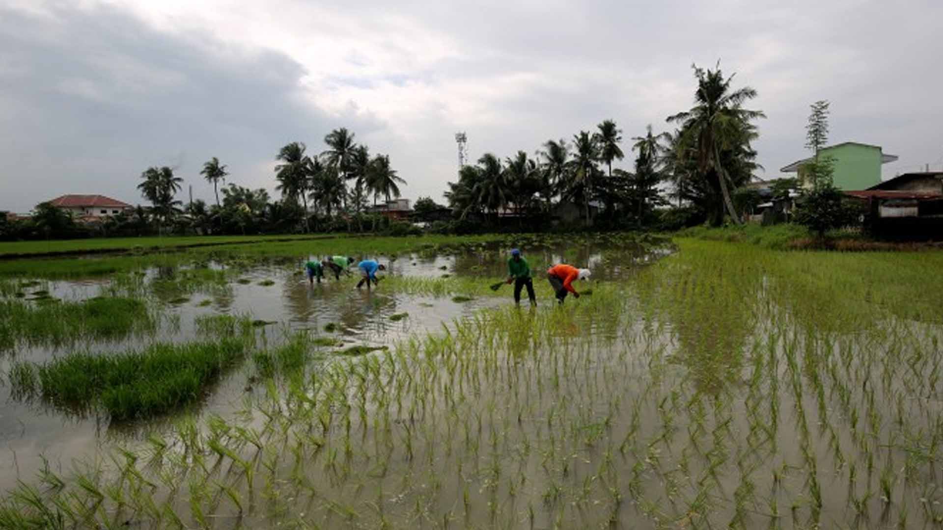 Over 2K Farmers, Coops In Camarines Sur Get PHP75 Million Aid From DA
