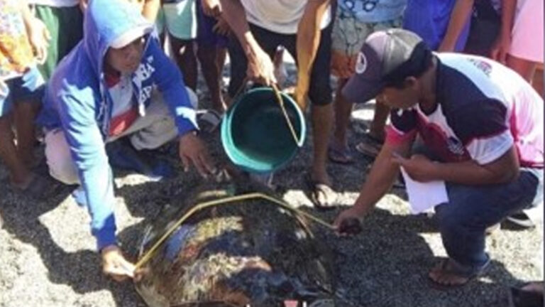 ‘Pawikan’ Caught In Fishers’ Net Released Into The Sea In Pagudpud