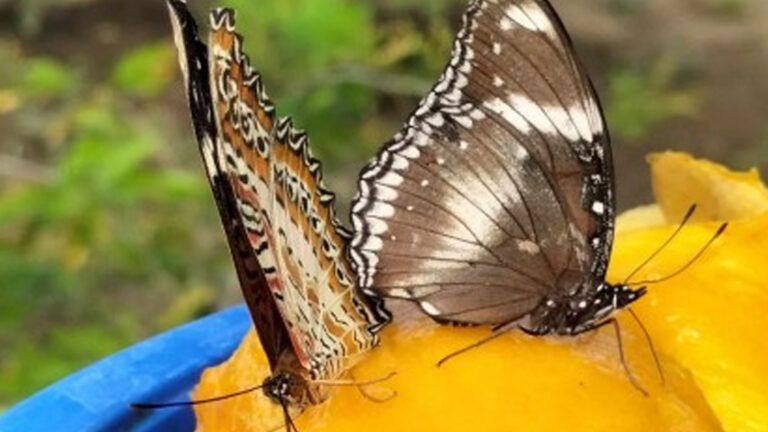 Iloilo City’s New Butterfly Garden And Koi Lagoon To Boost Local Attractions