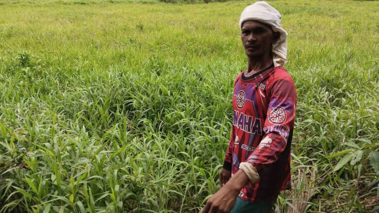 Tale Of Survival In Leyte’s Threatened Peatland