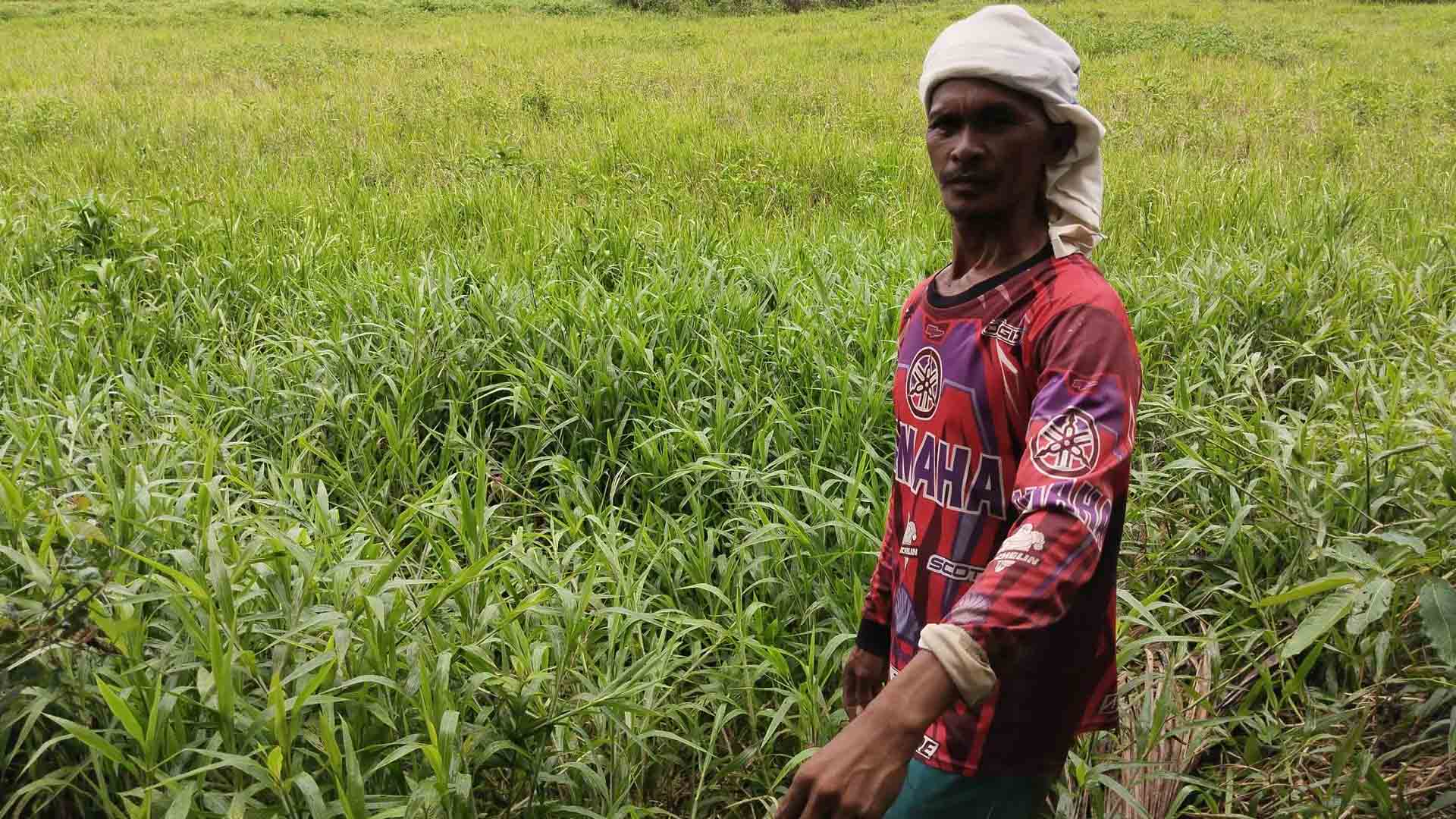 Tale Of Survival In Leyte’s Threatened Peatland