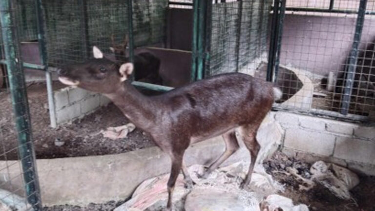 Region 8 Wildlife Center Takes 24 Animals Under Its Wings