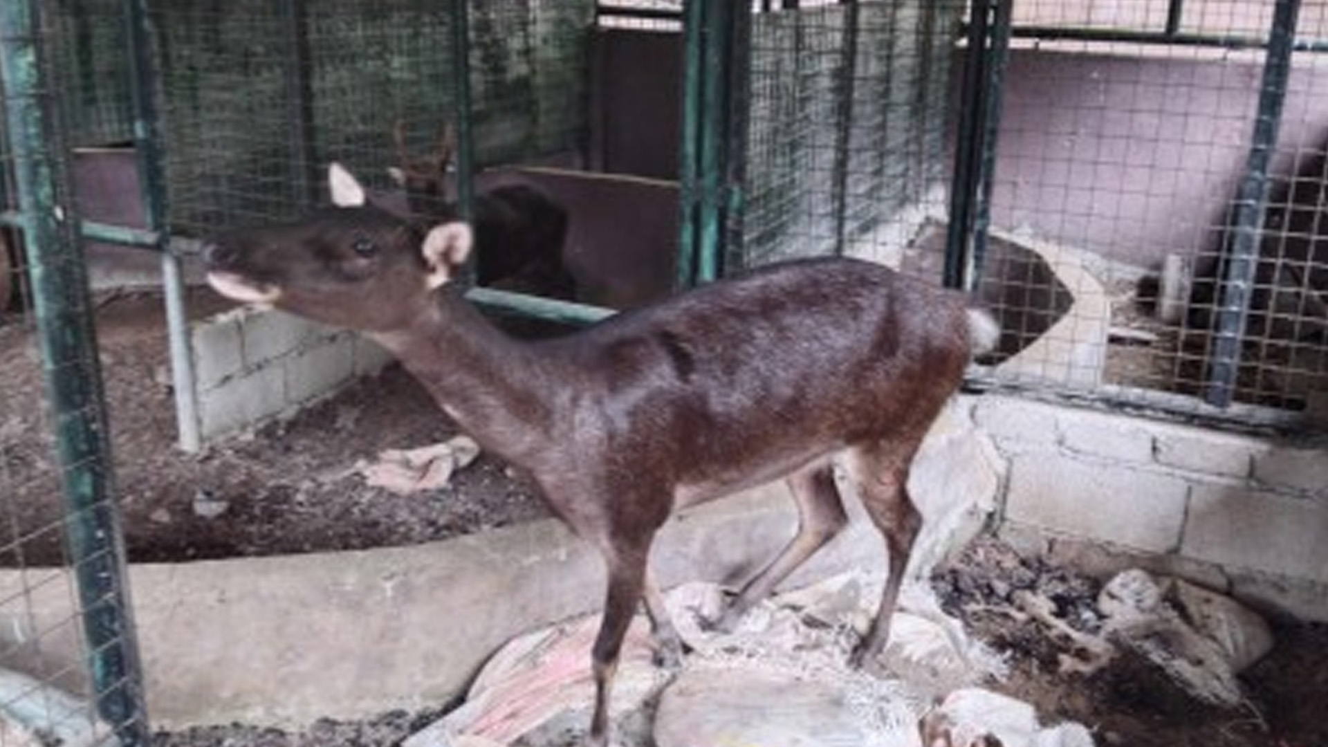Region 8 Wildlife Center Takes 24 Animals Under Its Wings