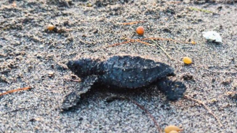 81 Olive Ridley Turtle Hatchlings Released In Surigao City