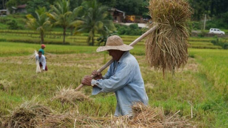 La Union To Distribute Cash Aid To El Niño-Affected Farmers