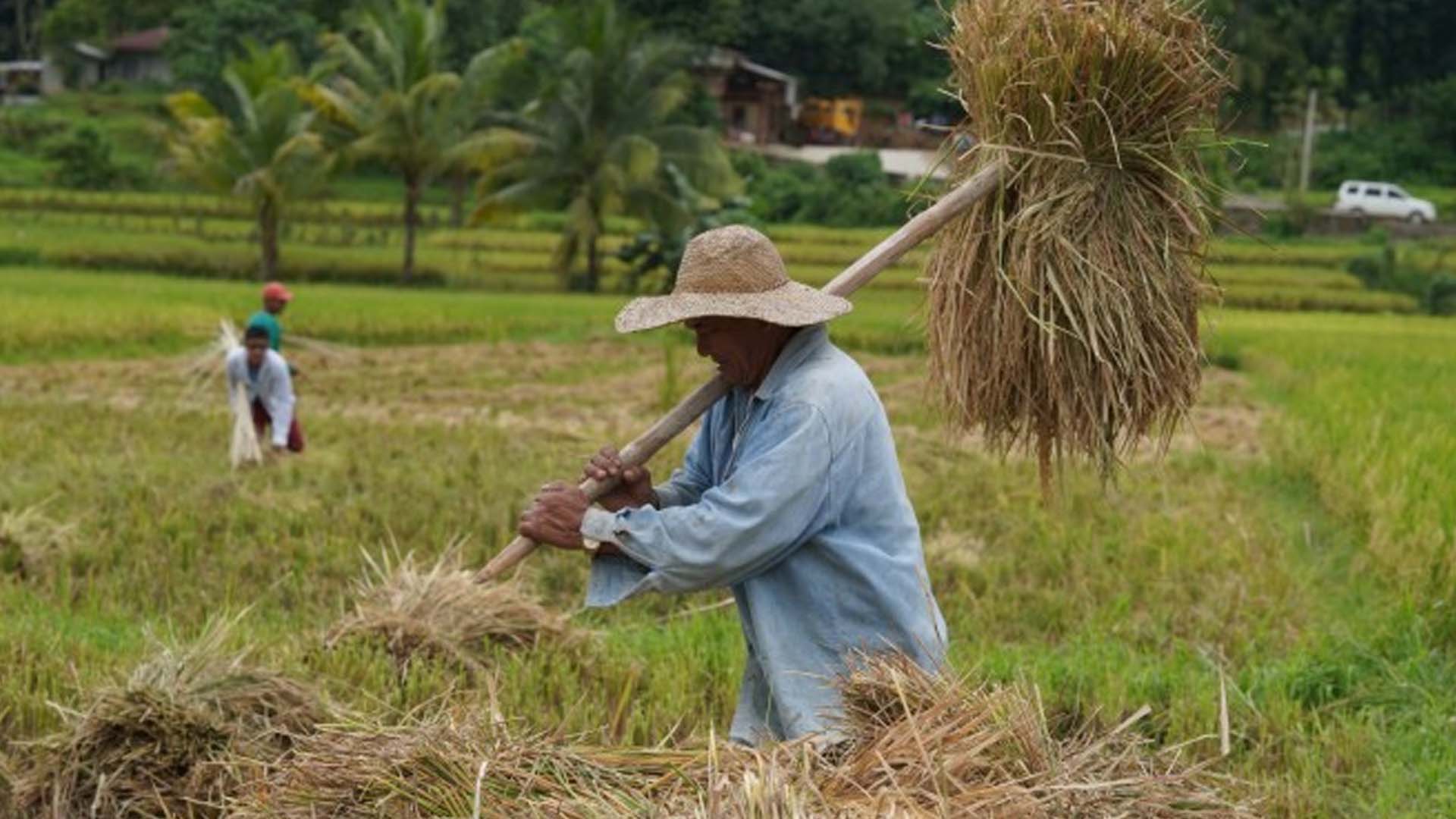 La Union To Distribute Cash Aid To El Niño-Affected Farmers