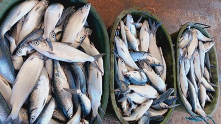 Fisherfolk Group Earns Additional Income From BFAR-Assisted Project