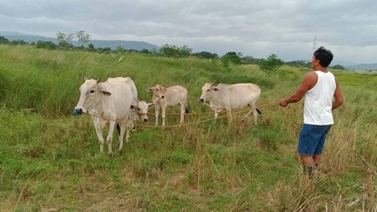 Ilocos Norte Cattle Industry Sustains Growth With PHP16 Million Aid