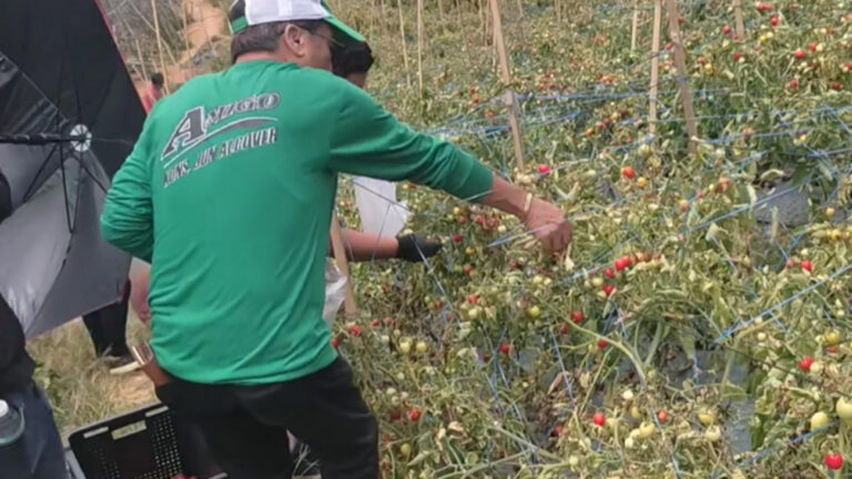Cebu City Farmer Gives Out 20K Kilos Of El Niño-Affected Tomatoes
