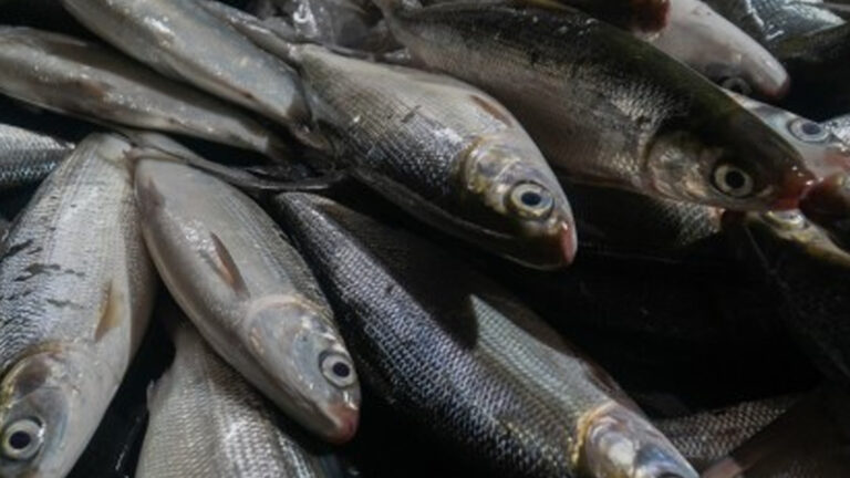 El Niño Gives Breeders Chance To Grow Milkfish Production