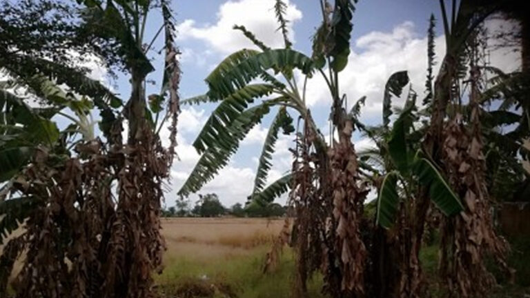 Antique Revalidates El Niño Affected Families For Assistance