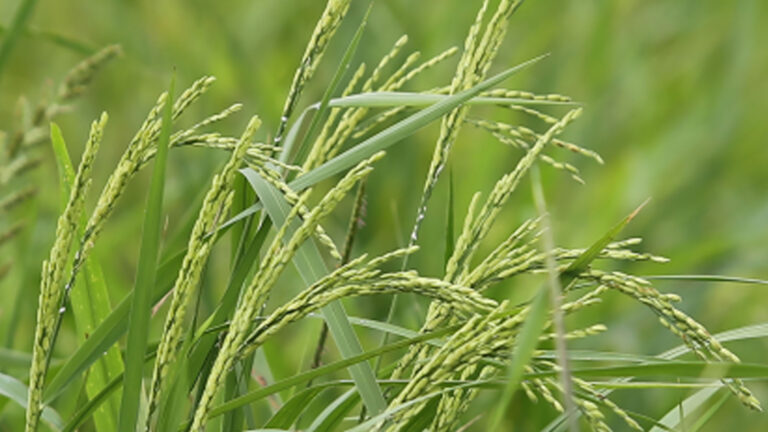 DA Confident Of Target Rice Production Despite Destructive La Niña
