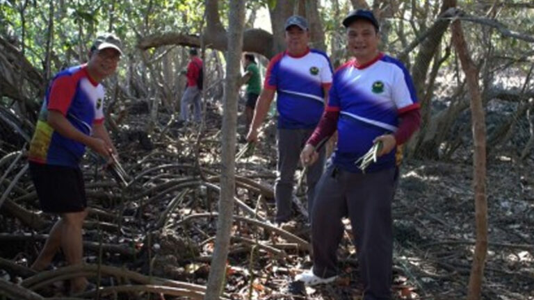 Ilocos Norte Fortifies Defense Vs. Climate Change With Mangroves