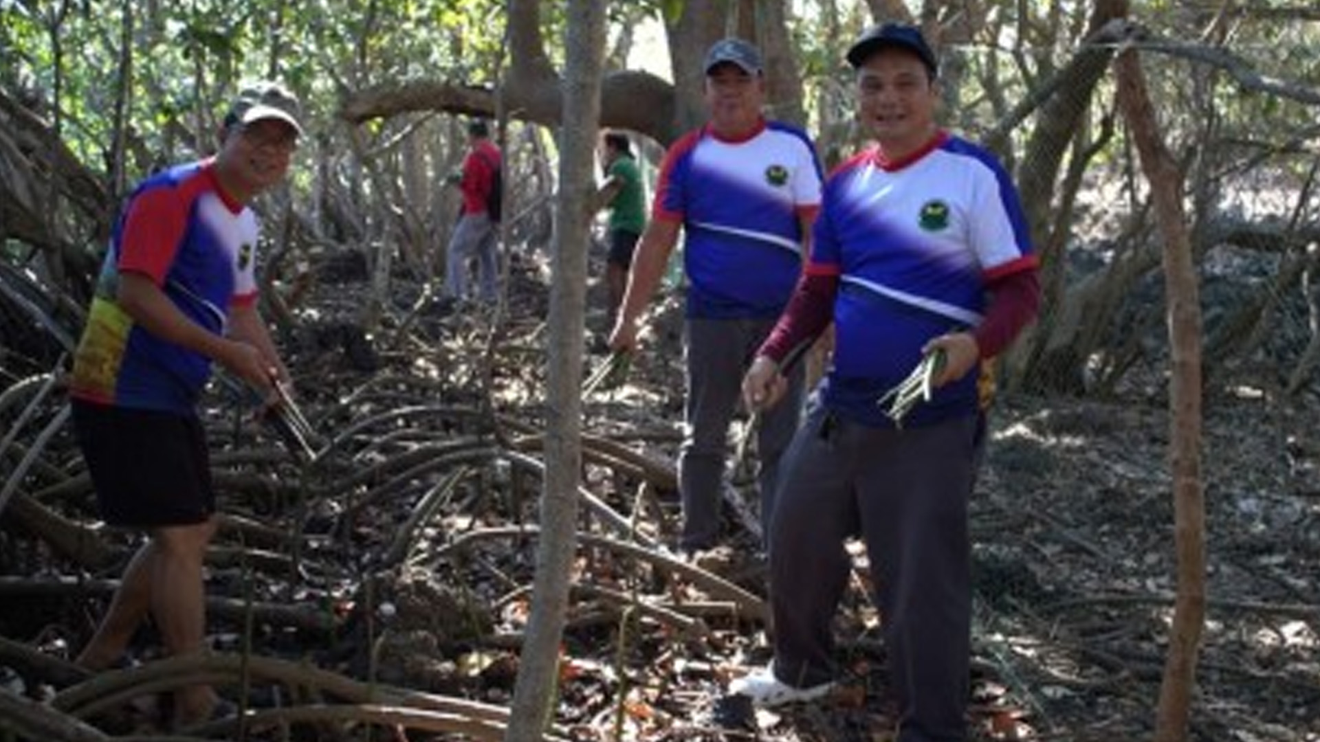 Ilocos Norte Fortifies Defense Vs. Climate Change With Mangroves