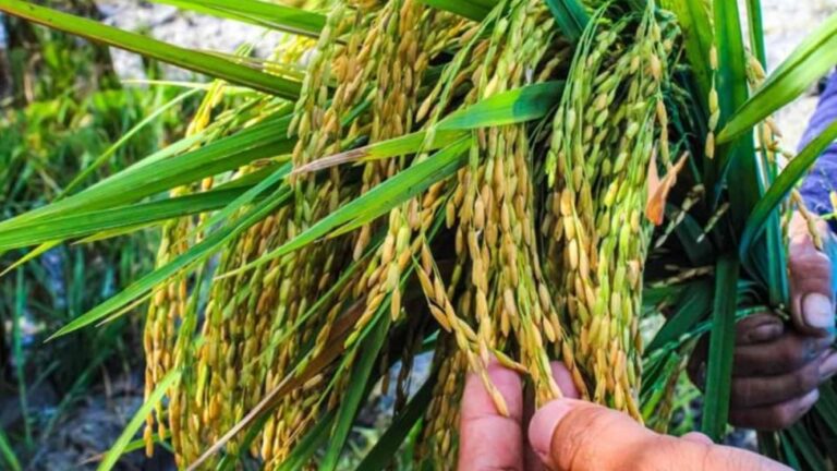 Golden Rice, Bt Eggplant Safe To Eat, Beneficial To Farmers