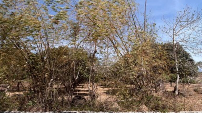 Crop Damage, Agri Losses Hit PHP541 Million In Negros Oriental