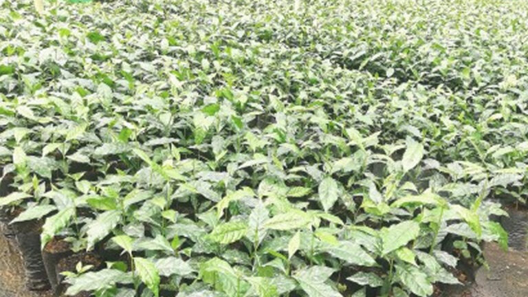 Benguet Town Eyes To Grow 5K Coffee Trees A Year To Boost Supply