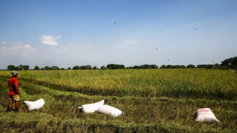 Department Of Agriculture: Allowing NFA To Buy, Sell Rice Will Stabilize Prices