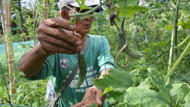 Department Of Agriculture Building Organic Seed Storage Depots In Calabarzon Provinces