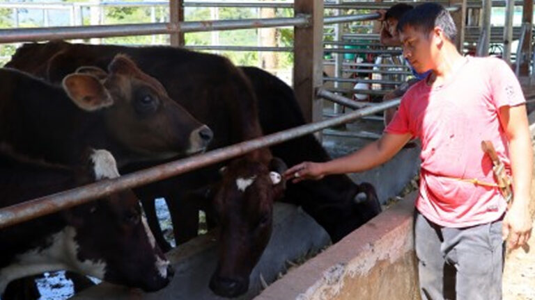 Agusan Del Sur IPs Reap Fruits From PHP8.6 Million Government Dairy Project