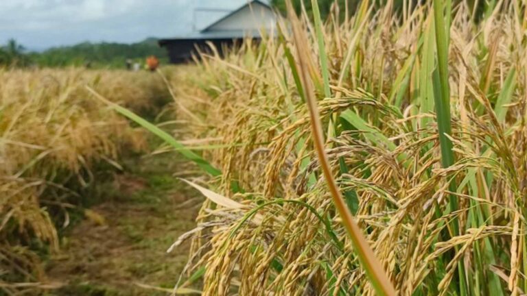 July Declared As Philippine Agriculturists’ Month