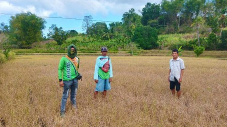 Philippine Crop Insurance Corp. Transferred To Department Of Agriculture