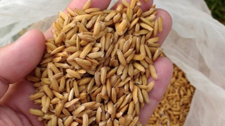 13 Lanao Del Norte Towns Get 21K Bags Certified Inbred Seeds