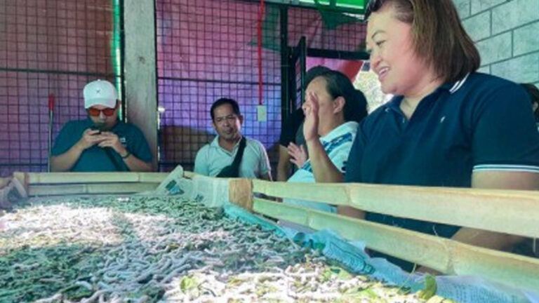 DOST Cultivating Silk Industry In Calabarzon