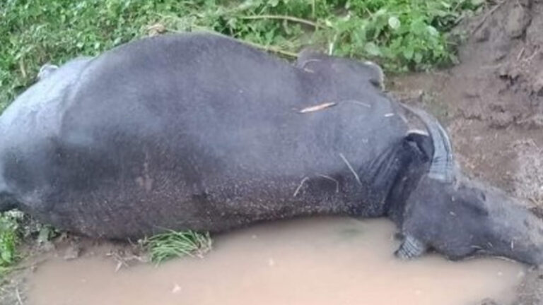 Antique LGUs Urged To Establish ‘Campsite’ For Animals