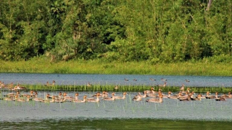 Wild Ducks’ Population Rising In Leyte’s Mahagnao Park
