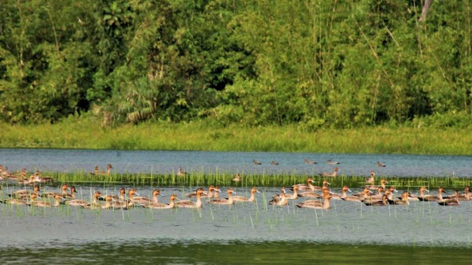 Wild Ducks’ Population Rising In Leyte’s Mahagnao Park