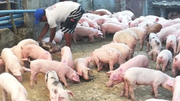 Senator Villar Seeks To Reinforce LPD Industries For Food Security