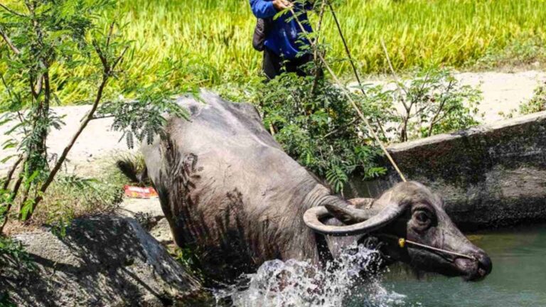 DENR Doubles Water Allocation For NIA Rice Contract Farming Program