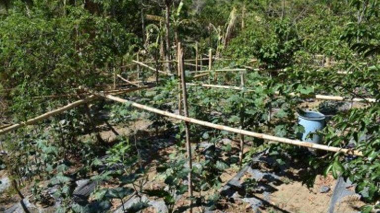 Antique Prepares 5K Indigenous Seedlings For Tree Growing