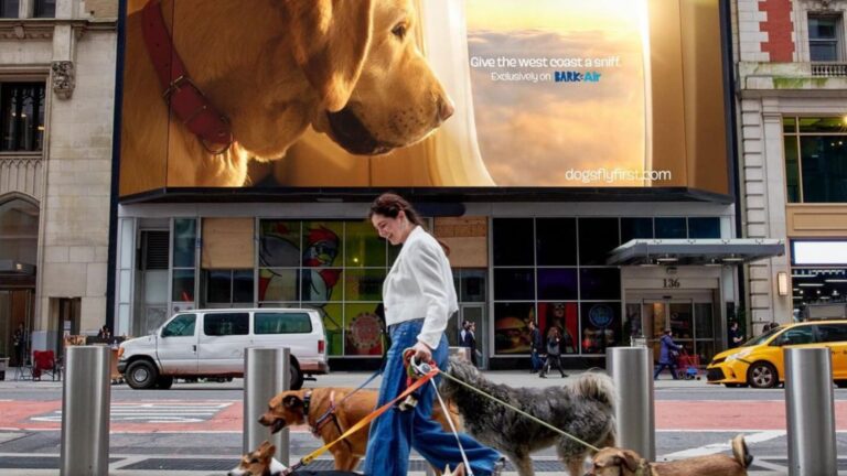 BARK Air, The Premier Airline For Dogs, Takes To The Skies
