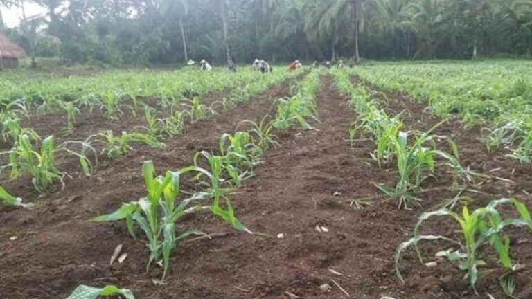 DA Positions Northern Mindanao As Organic Farming Powerhouse For Food Security