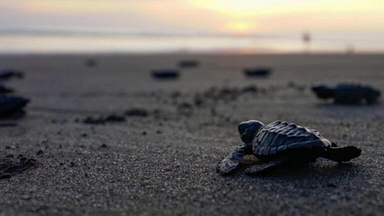 Global Warming Affects Gender Ratio Of Sea Turtles