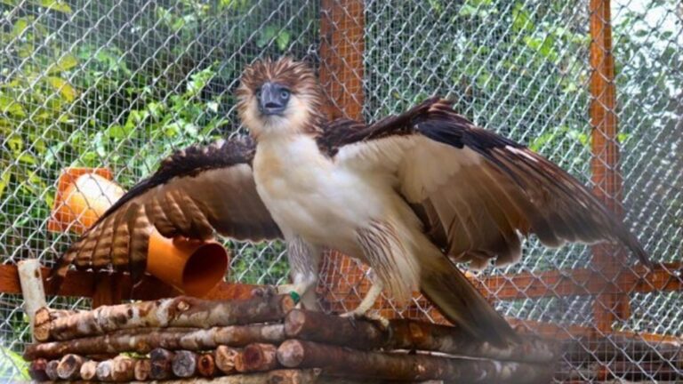 2 Rescued Philippine Eagles Up For Release In Leyte Forest