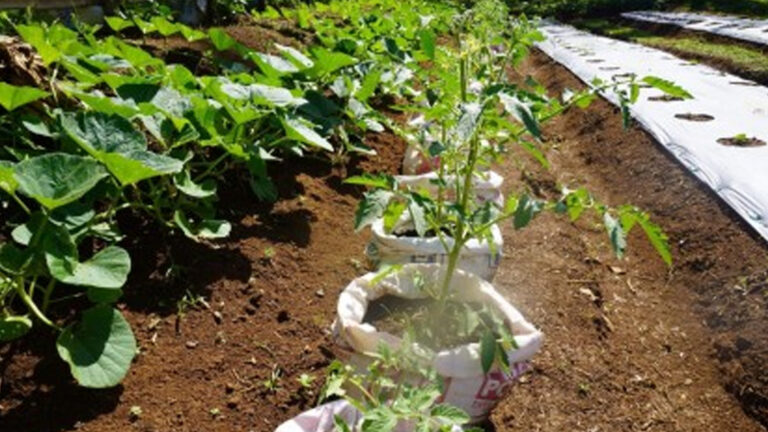 Sorsogon Town Residents To Benefit From Food Sufficiency Project