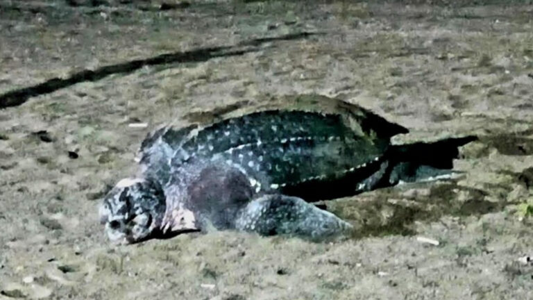 Help Protect Marine Turtles’ Nesting Sites, DENR Chief Urges Public