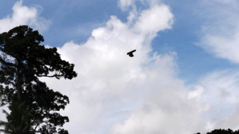 2 Rescued Philippine Eagles Released In Leyte Forest