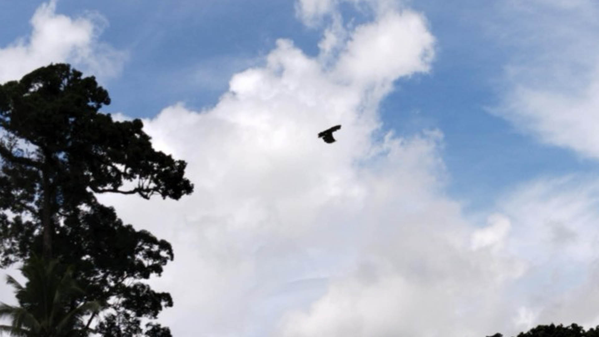 2 Rescued Philippine Eagles Released In Leyte Forest