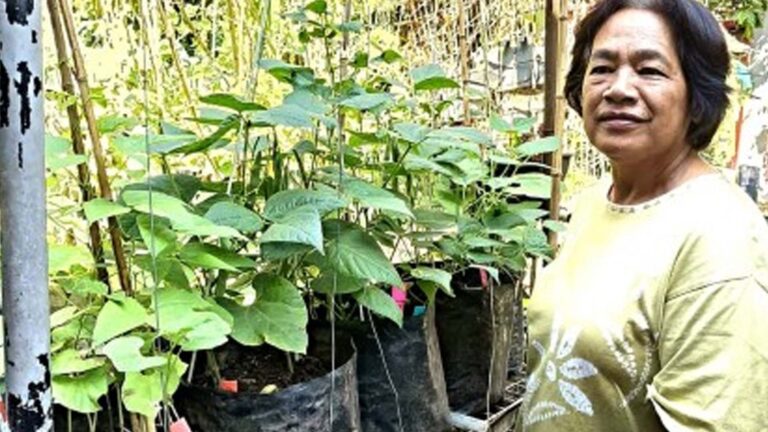 4 Baguio City Schools Adopting Urban Agri In Curriculum