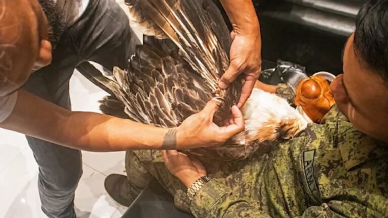 Fatal Gunshot in Compostela Ends Life of Philippine Eagle Mangayon