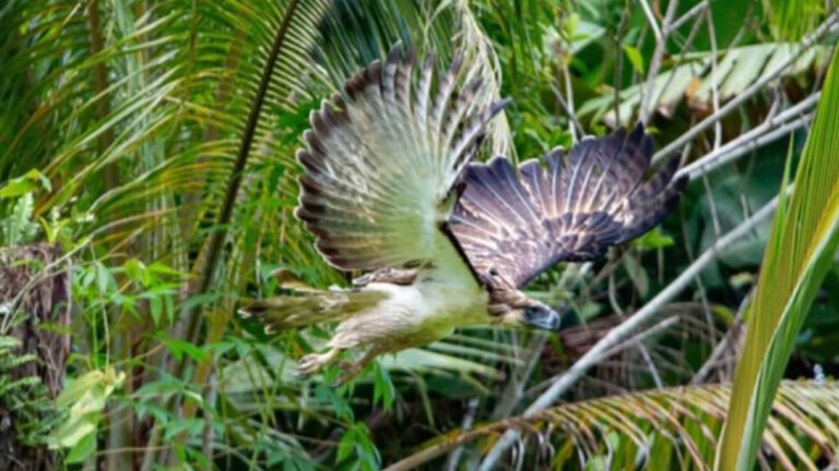 DENR Says Eagles Released In Leyte Forest Closely Checked