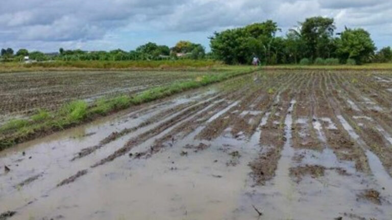 Iloilo Receives Seed Support For 51.6K Hectares Of Rice Farms