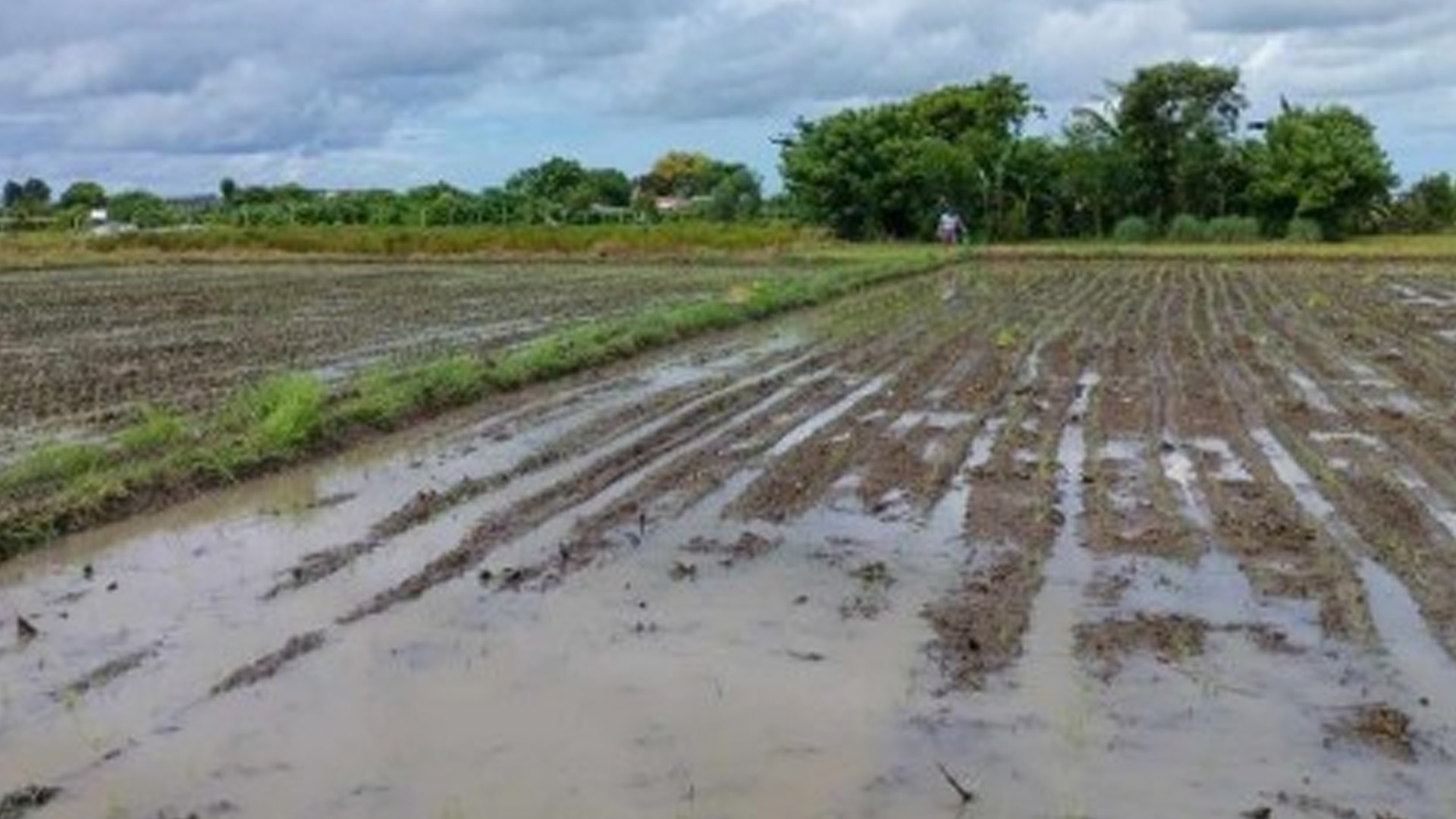 Iloilo Receives Seed Support For 51.6K Hectares Of Rice Farms